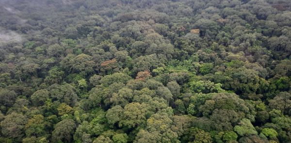 Encensées, les forêts du bassin du Congo encaissent le mépris