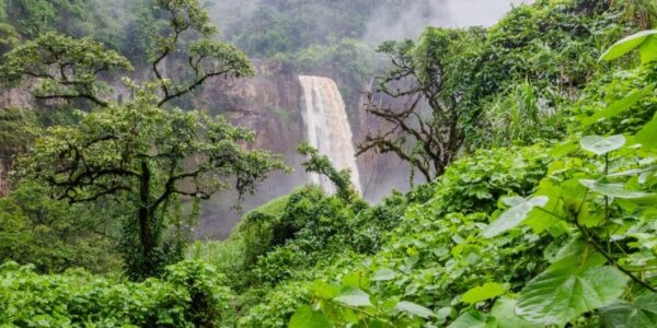 One Forest Summit : la forêt du Gabon séquestre en moyenne 100 millions de tonnes de carbone par an