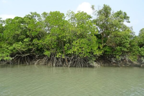 Ecosystème : Le Gabon préoccupé par la menace sur ses mangroves