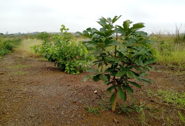 Moanda : Comilog à l’épreuve de la réhabilitation et de la re-végétalisation des carrières de Bangombé