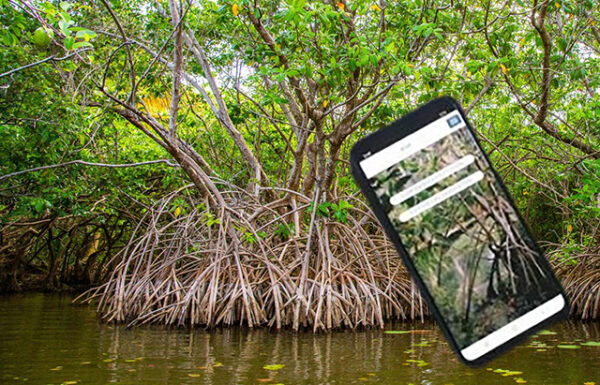Protection des mangroves : à vos smartphones, prêts, lancez-vous !