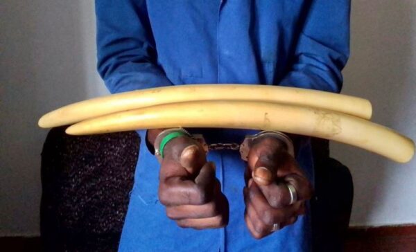 12 trafiquants d’ivoire condamnés à des lourdes peines