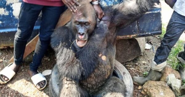 Mouila : un gorille qui semait la teneur en pleine ville abattu par un chasseur