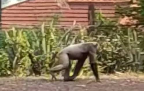 Booué : un gorille attaque une infirmière avant de s’offrir une ballade dans la cité