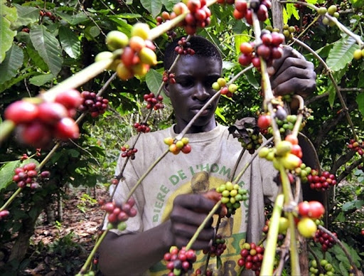 Gabon : atelier national pour la Redynamisation des filières cacao et café