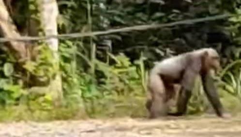 Gorille ou chimpanzé de Booué : le CIRMF appelé au secours