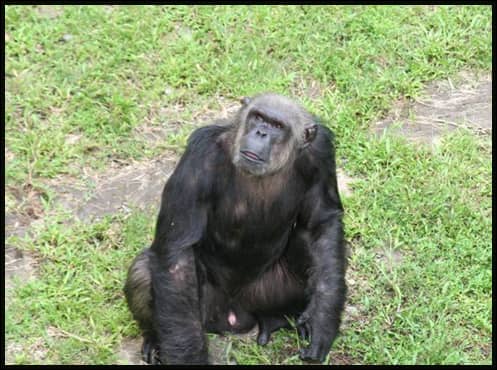 Le chimpanzé de Booué porté disparu