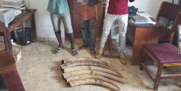 Trois trafiquants épinglés à Mouila avec 6 pointes d’ivoire