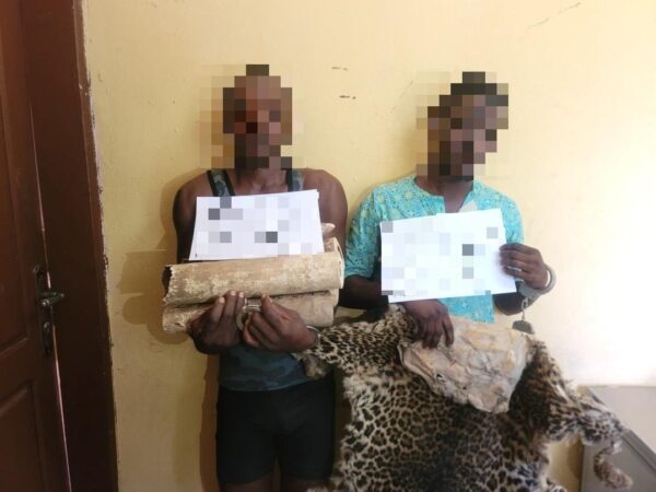 Interpelés à Lambaréné, deux présumés trafiquants des pointes d’ivoire jetés en prison  